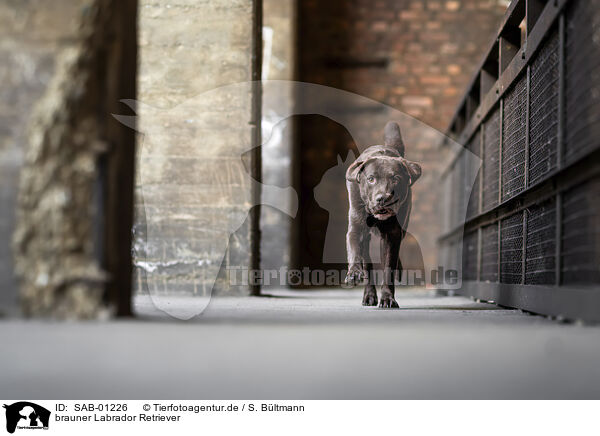 brauner Labrador Retriever / chocolate Labrador Retriever / SAB-01226