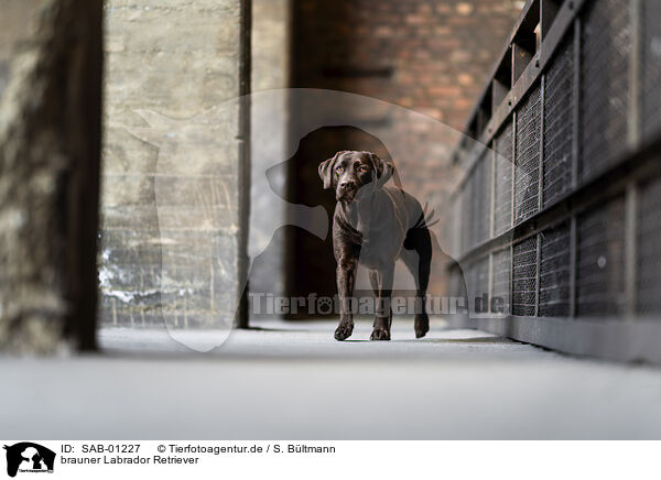 brauner Labrador Retriever / chocolate Labrador Retriever / SAB-01227
