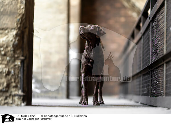 brauner Labrador Retriever / chocolate Labrador Retriever / SAB-01228