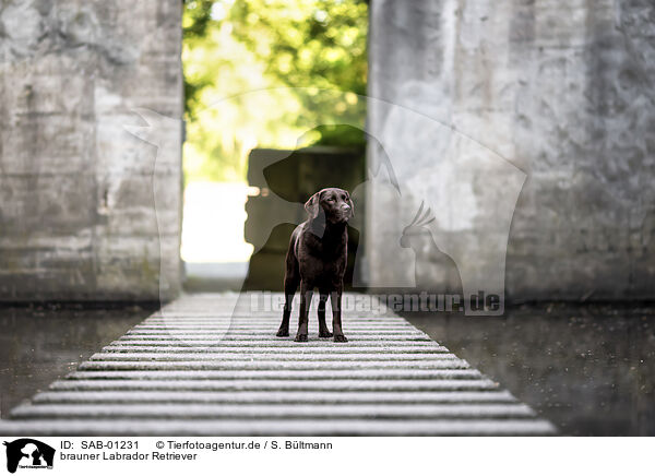 brauner Labrador Retriever / chocolate Labrador Retriever / SAB-01231