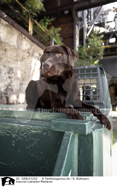 brauner Labrador Retriever / chocolate Labrador Retriever / SAB-01252