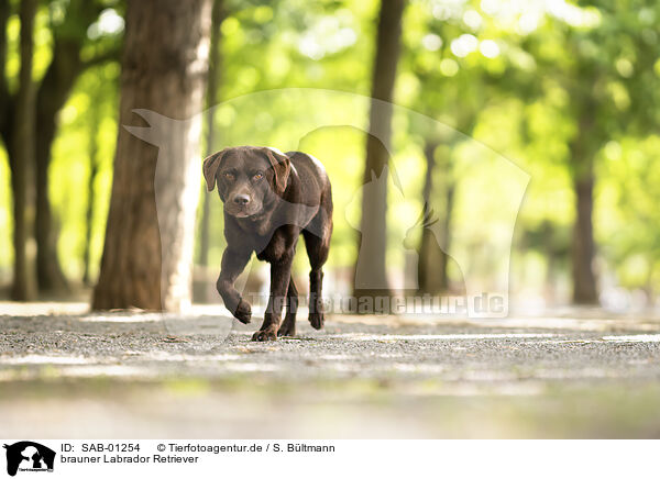brauner Labrador Retriever / SAB-01254