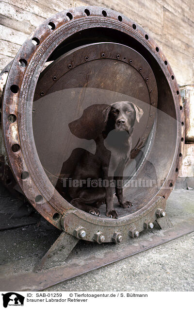 brauner Labrador Retriever / chocolate Labrador Retriever / SAB-01259