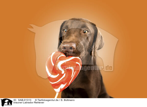 brauner Labrador Retriever / chocolate Labrador Retriever / SAB-01313