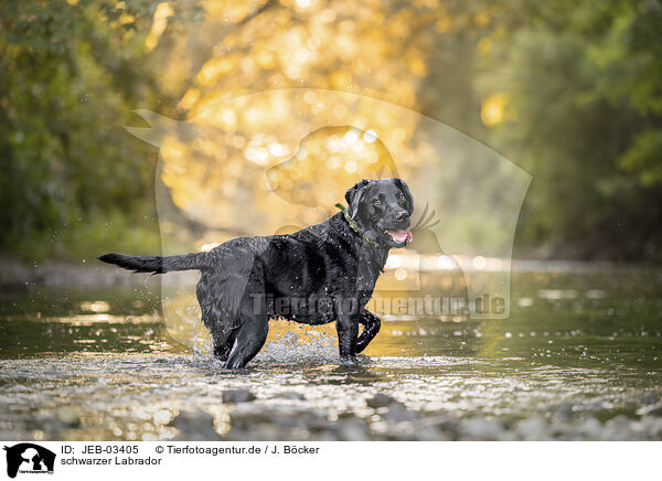 schwarzer Labrador / black Labrador / JEB-03405