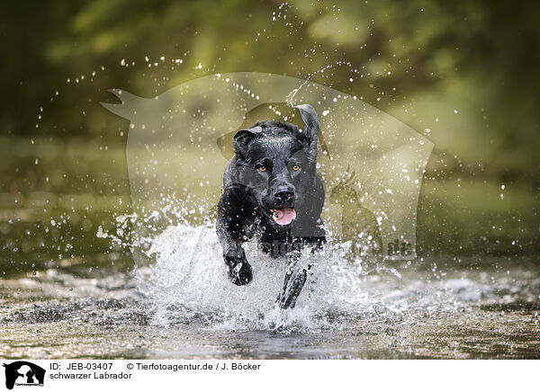 schwarzer Labrador / black Labrador / JEB-03407