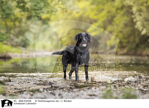 schwarzer Labrador / black Labrador / JEB-03409