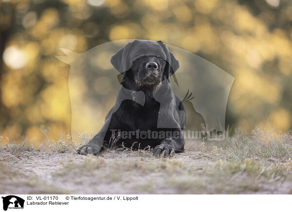 Labrador Retriever / Labrador Retriever / VL-01170