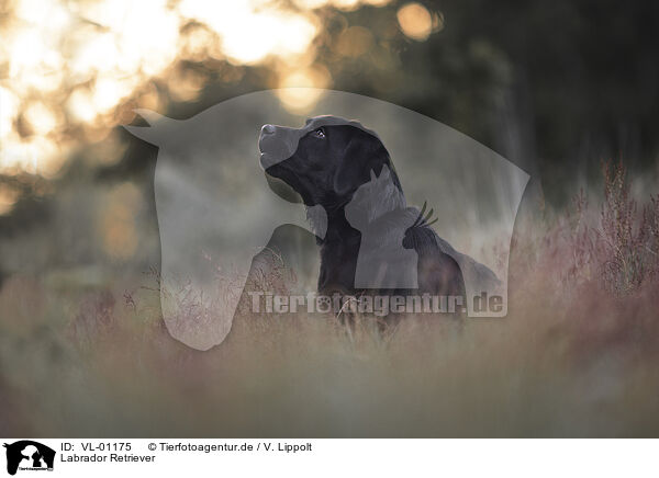 Labrador Retriever / VL-01175