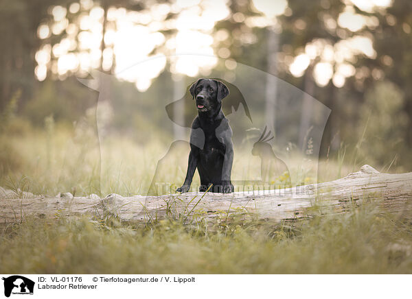 Labrador Retriever / Labrador Retriever / VL-01176