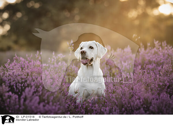 blonder Labrador / blonde Labrador / LP-01518