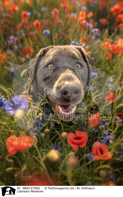 Labrador Retriever / Labrador Retriever / MHO-01992