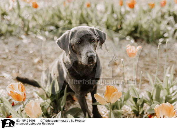 charcoal Labrador Retriever / charcoal Labrador Retriever / NP-03608