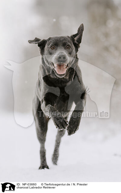 charcoal Labrador Retriever / charcoal Labrador Retriever / NP-03660