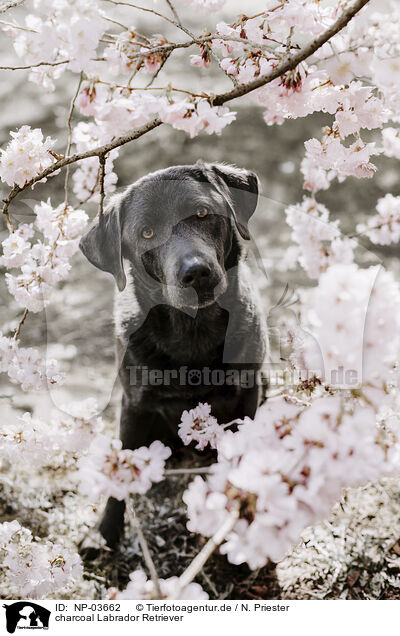 charcoal Labrador Retriever / charcoal Labrador Retriever / NP-03662