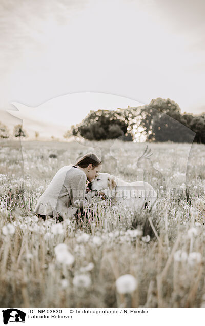 Labrador Retriever / Labrador Retriever / NP-03830