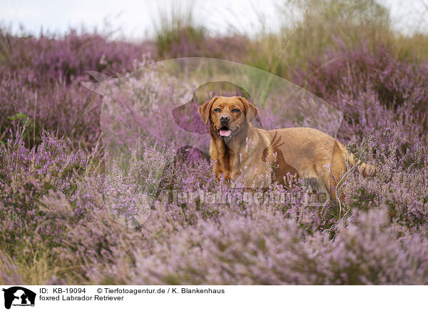 foxred Labrador Retriever / foxred Labrador Retriever / KB-19094