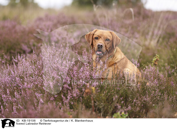 foxred Labrador Retriever / foxred Labrador Retriever / KB-19106