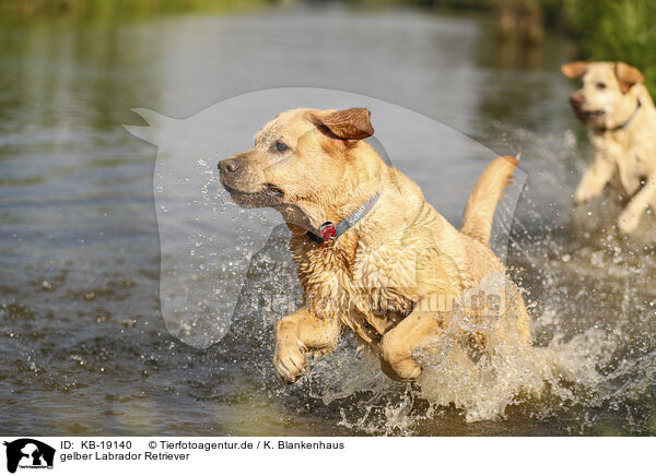 gelber Labrador Retriever / yellow Labrador Retriever / KB-19140