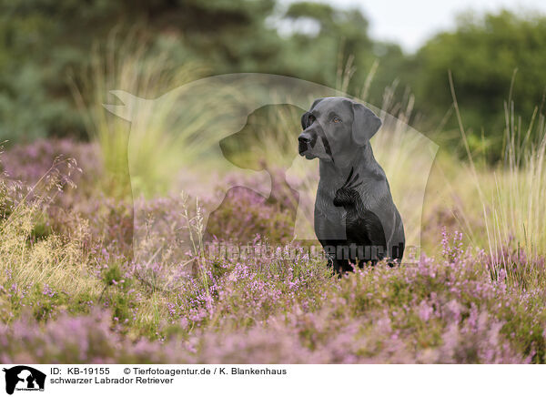 schwarzer Labrador Retriever / black Labrador Retriever / KB-19155