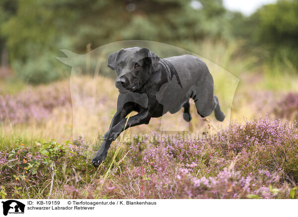 schwarzer Labrador Retriever / black Labrador Retriever / KB-19159