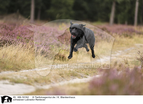schwarzer Labrador Retriever / black Labrador Retriever / KB-19162