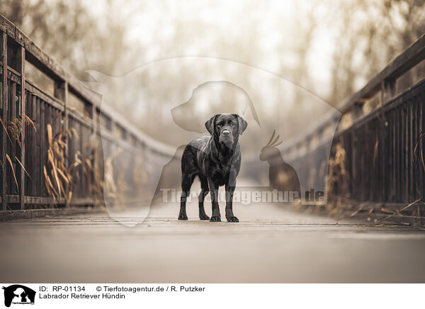 Labrador Retriever H�ndin / female Labrador Retriever / RP-01134