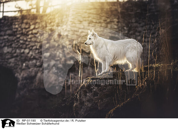Wei�er Schweizer Sch�ferhund / Berger Blanc Suisse / RP-01190