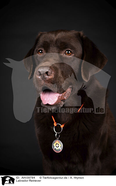 Labrador Retriever / Labrador Retriever / AH-09784