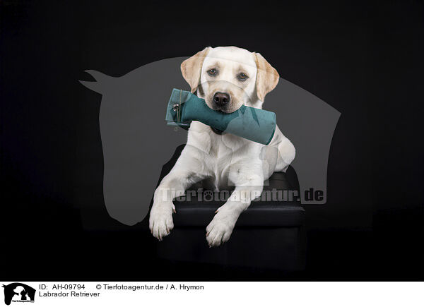 Labrador Retriever / Labrador Retriever / AH-09794