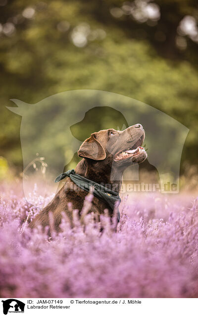 Labrador Retriever / Labrador Retriever / JAM-07149