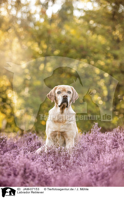 Labrador Retriever / Labrador Retriever / JAM-07153