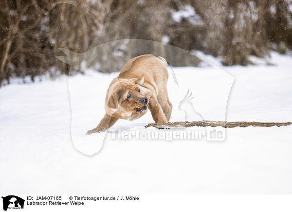 Labrador Retriever Welpe / Labrador Retriever Puppy / JAM-07165