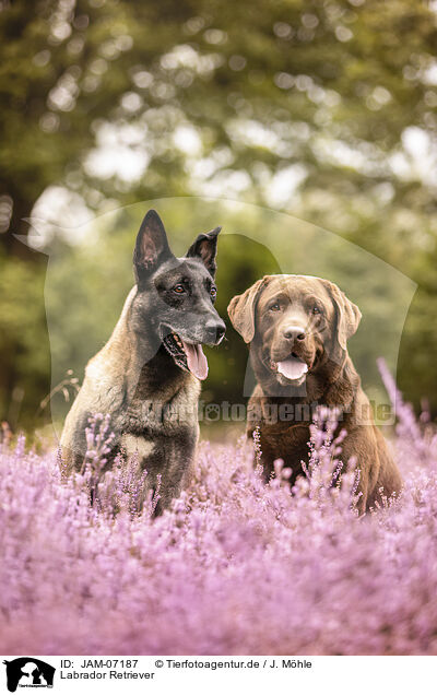 Labrador Retriever / Labrador Retriever / JAM-07187