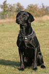 sitzender schwarzer Labrador Retriever