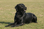 liegender schwarzer Labrador Retriever