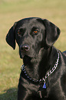 schwarzer Labrador Retriever Portrait