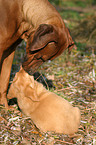 Rhodesian Ridgeback & Labrador Welpe