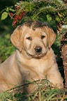 Labrador Welpe