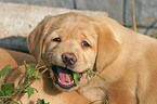 Labrador Welpe