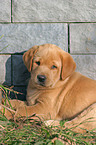 Labrador Welpe