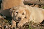 Labrador Welpe