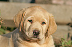 Labrador Welpe