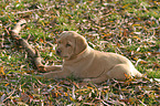 Labrador Welpe