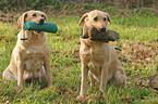 sitzende Labradorhunde