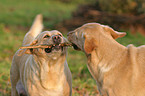 spielende Labradorhunde