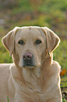 Labrador Portrait