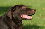 Labrador Retriever Portrait