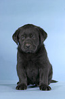 sitzender Labrador Welpe