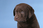 Labrador Welpe